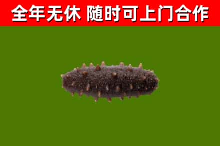 平江烟酒回收干海参.jpg